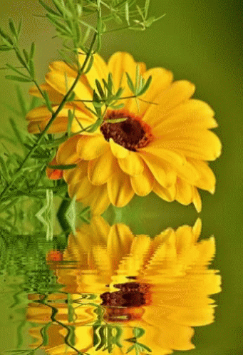 Yellow Flower GIF - Yellow Flower Reflection - Discover & Share GIFs