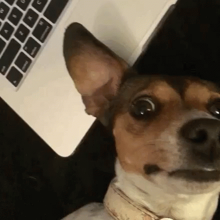 Featured image of post Confused Dog Gif The best gifs of confused dog on the gifer website