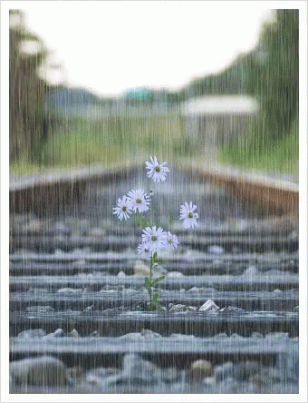 Spring Showers And Spring Flowers GIF - Weather Spring Springshowers - Discover & Share GIFs