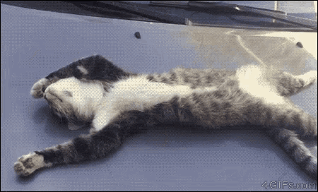Sleepy Head Lazy Cat GIF - SleepyHead LazyCat Lazy - Discover & Share GIFs