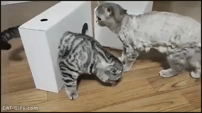 cant get up gifs