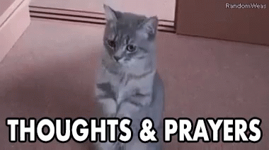 Image result for sending prayers dogs and cats gifs