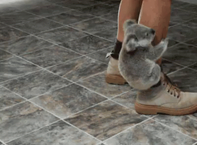 Clingy koala gif