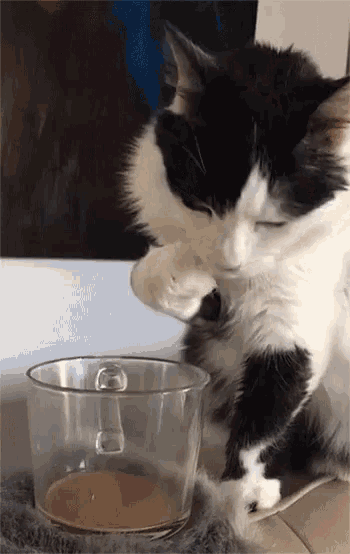 Cat Drinking GIF - Cat Drinking Lick - Discover & Share GIFs