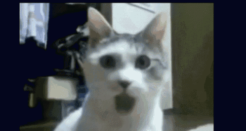 Shocked Surprise GIF - Shocked Surprise Cat - Discover & Share GIFs