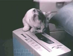 Cat Shredding GIF - Cat Shredding Paper - Discover & Share GIFs