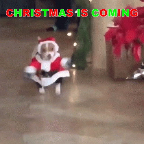 Christmas Cheer Christmas Is Coming GIF - ChristmasCheer ChristmasIsComing Excited GIFs