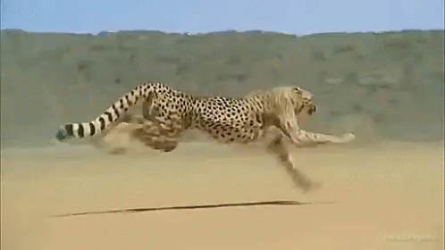 Running Cheetah GIFs | Tenor