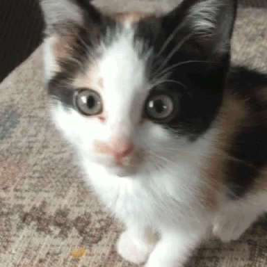 Cute Kitten GIF Cute Kitten Cat Discover Share GIFs Cute Kitten GIF Cute Kitten Cat Discover Share GIFs