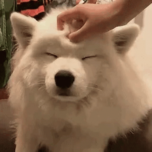 Petting Dog GIFs | Tenor