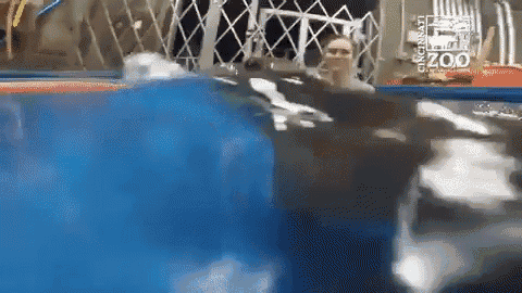 baby hippo gif baby