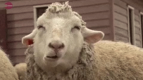 Sheep GIFs | Tenor
