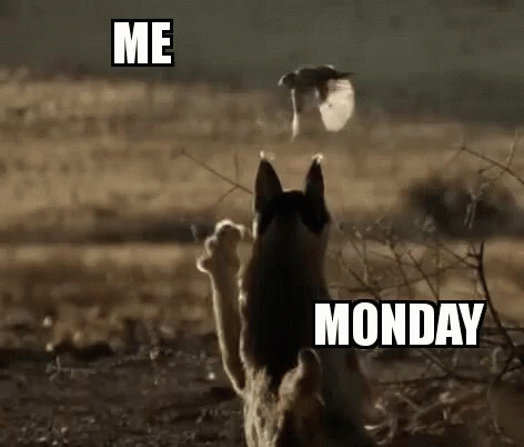 Monday Mondays GIF - Monday Mondays Me - Discover & Share GIFs