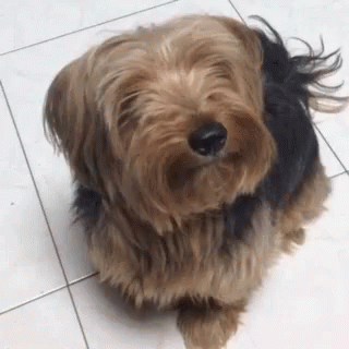 yorkie gif henrydurr lucky gif henrydurr lucky discover yorkie gif henrydurr lucky gif henrydurr lucky discover