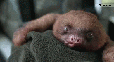 Baby Animal Gifs Tenor Baby Animal Gifs Tenor