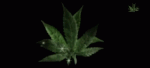 animated marijuana leaf gifs