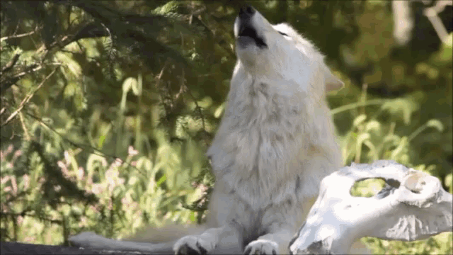 Wolf Howling GIF - Wolf Howling Awoo - Discover & Share GIFs