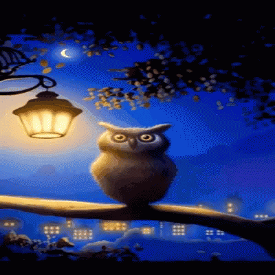 night owl captions