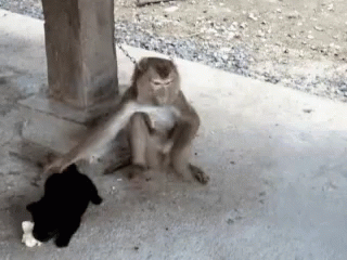 Puppy Monkey Baby Gifs Tenor