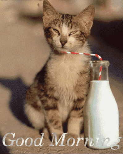 Goodmorning Cat GIF - Goodmorning Cat - Discover & Share GIFs