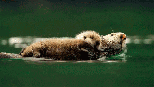 In Love Gif Otter Otters Couple Discover Share Gifs