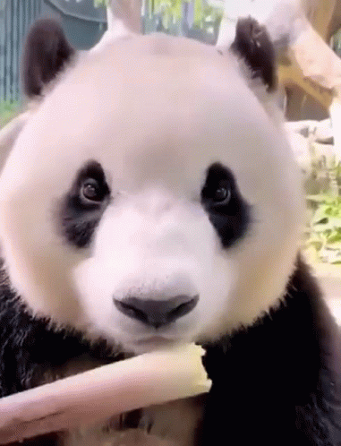 Panda Eating GIFs | Tenor
