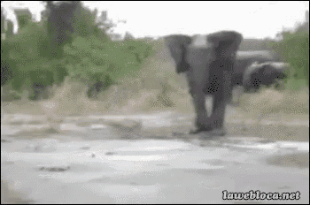 Image result for elephant slide gif