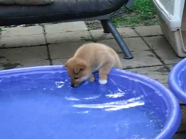 Pool Party Of One GIF - Dog Puppy ShibaInu - Discover & Share GIFs