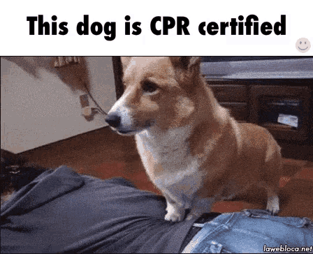 Cpr On Dog Gifs
