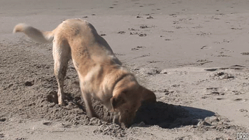 dog digging