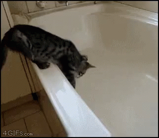 Cat Falling Into Empty Bathtub - Fall GIF - Fall Bathtub Cat
