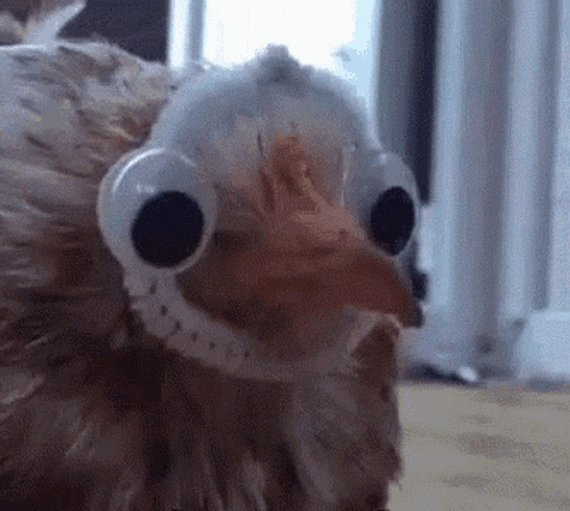 tenor.gif?itemid=16721094