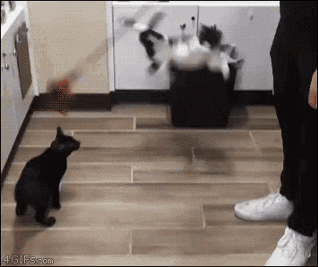 Cat Jumping GIF - Cat Jumping Funny GIFs