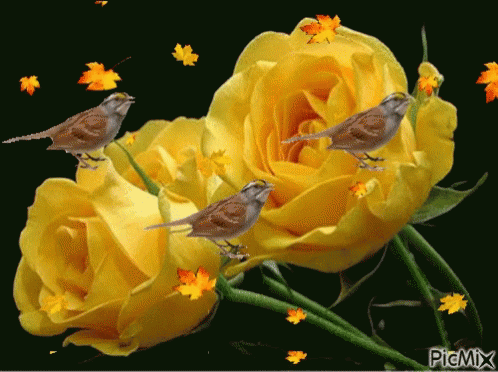 yellow roses gif yellow