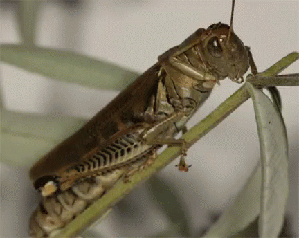 Grasshopper GIFs | Tenor