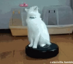 cat roomba gif cat roomba funnyanimals discover share gifs