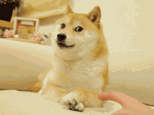 Doge Triggered GIF - Doge Triggered Pet - Discover & Share GIFs