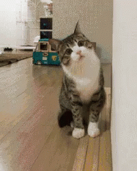 Cat Confused GIF - Cat Confused Curious - Discover & Share GIFs
