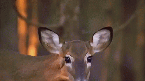 Deer popcorn gif Deer popcorn gif