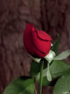 Rose Bloom GIF - Rose Bloom ForYou GIFs