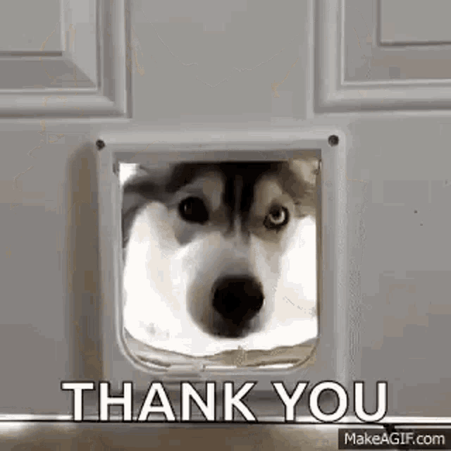 Husky Huskies GIF Husky Huskies Dog Discover & Share GIFs