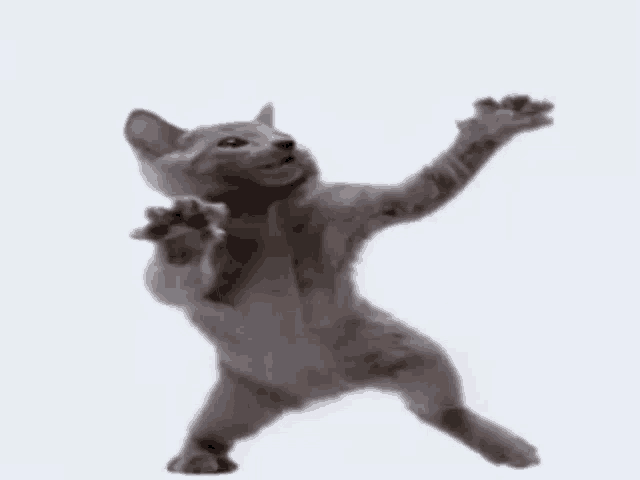 Cats Dance Gif Cats Dance Discover Share Gifs - vrogue.co