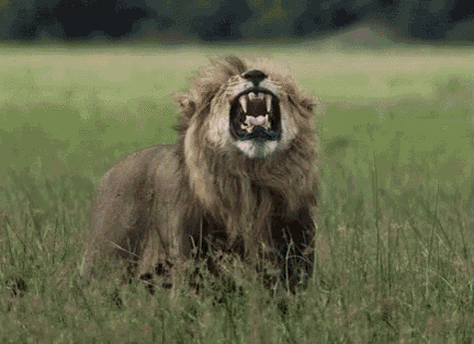 Lion Roar Gif Lion Roar Do Discover Share Gifs - vrogue.co