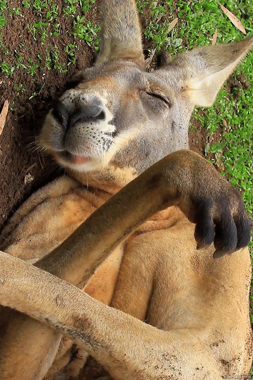 Image result for kangaroo gif cartoon