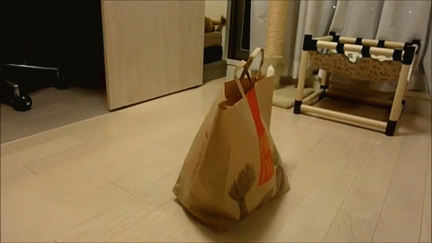 Résultat de recherche d'images pour "cat paper bag gif"