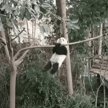 Panda Climbing GIF - Panda Climbing Boulder GIFs