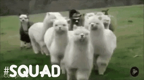 Alpaca Squad GIF - Squad GIFs