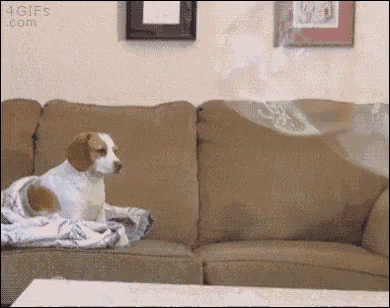 Image result for dog unimpressed by bubble gif