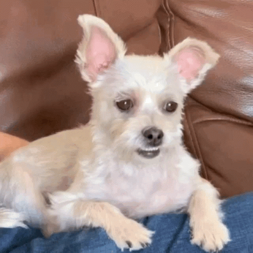 Dog Cute Gif - Dog Cute Puppy - Discover &Amp; Share Gifs