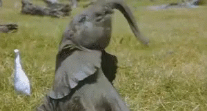 Elephant Gifs Tenor